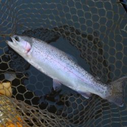 大安トラウトレイク 釣果